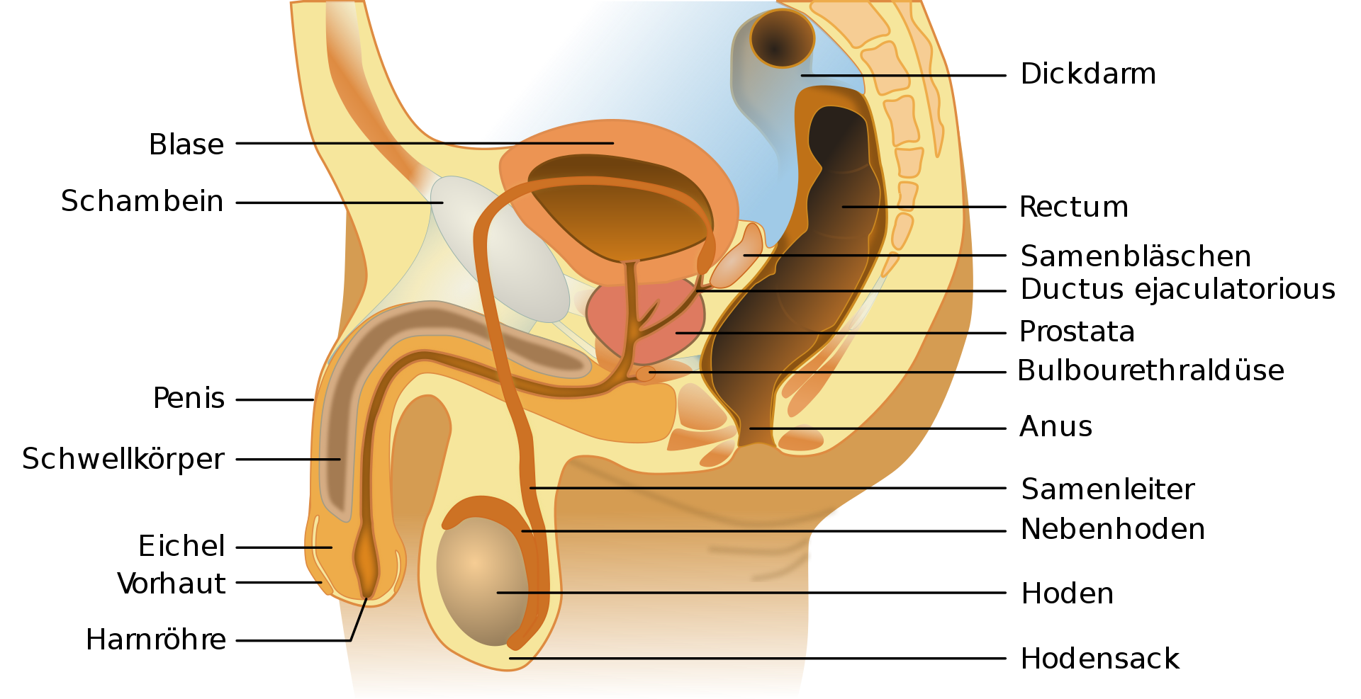 G - spot 