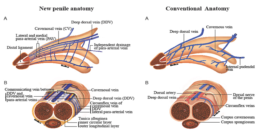 Erektile dysfunction