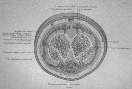 Abb. 1.2. Querschnitt durch den mannlichen Penis 